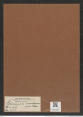 Hemiaulus membranaceus Cleve (de-Toni-Nr.: Genus 117, Species 3334) Zeichnungen Sammlung Grunow Mappe 03545 (Herbarium_W_Grunow_drawings_Folder_03545)